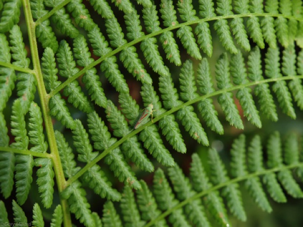Green Bug on Green Fern
Washington Park Arboretum
Seattle WA